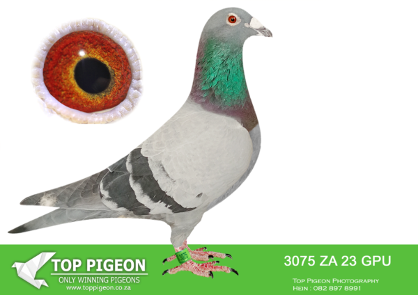 .LOT 3 DANIE SCHOLTZ / JACO FAUL – 3075 ZA 23 GPU -Bred from our best SABLON x TOM LOCK Genetics! Full sister to DTR SISTER FOLLOW ME, 9th ACE Pigeon Dinokeng One Loft 2024, winning R10 000. Sire, BEST LONG DISTANCE GPU, 2021 2nd Best Long Distance GPU & 2022 Best Long Distance GPU. Super breeder for J Faul & DJ Scholtz. Dam, FOLLOW ME CLOSELY full sister to FOLLOW ME winner by 21 minutes OLR Final National Loft Eastern Cape 2022, 600km, 937.28 m/min, only 3 birds through on the day!SEE PEDIGREE!!!