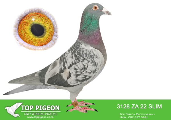 LOT 15 PIETER BEKKER -ZA 22 SLIM 3128 –