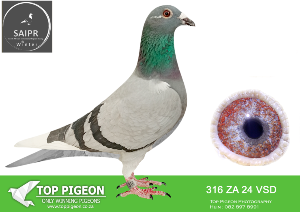 LOT 61 SAIPR OLR – Dewald & Stefan- za vsd 24 316*** –