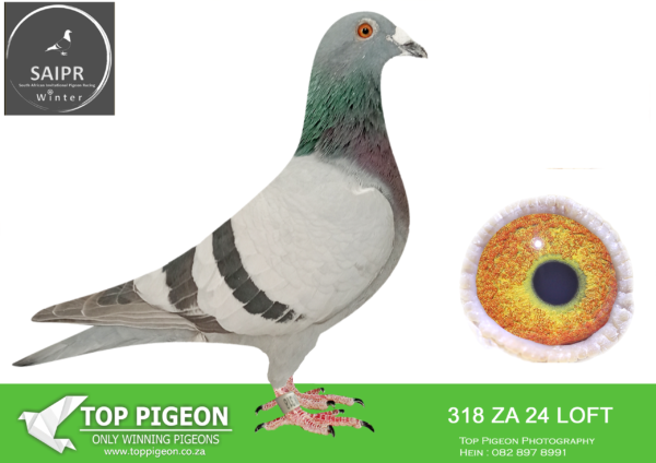 LOT 35 SAIPR OLR – Loft Einkamerer Liezel -ZA EINKAMERER-318 2024*** · Karo 318 -HOTSPOT ACE PIGEON WINNING  R20 000.00 , 10TH HOTSPOT 1 EQUAL WINNER , 15TH HOTSPOT 3 EQUAL WINNER——-SIRE: ZA 20 SRSP 707 “GRAPEFRUIT”. THIS IS A DIRECT CHILD TO “BLACK LONER”.——–DAM:959 SRSP 20. EINKAMERER. THIS IS A DIRECT CHILD TO SUPERBREEDER “PIZZARO”.SEE PEDIGREE!!