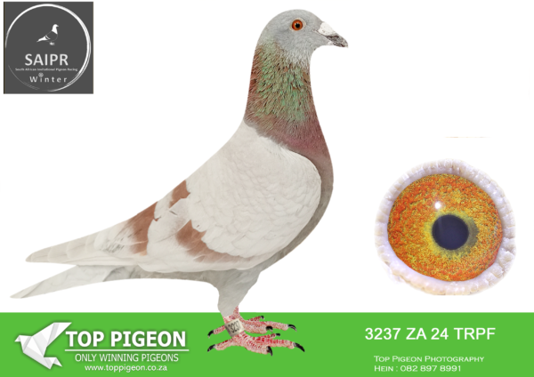 LOT 55 SAIPR OLR – Highlander lofts- za trpf 24 3237*** -Same bred as 2nd final saipr winter 2023, as well as mother of winner and mother of 4th place final saipr 2025., Bred from click pair, that produced many federation wins, and great stock pigeons.————–SAMEBRED SOLD ON TOPPIGEON FOR R18500.00 AND R29000.00 ————SIRE: 10589 TRPF 16 ZA . Strain: Highlander Reds Color: Mealy BEST BIRD IN TRPF 2017 MIDDLE DISTANCE SANPO SILVER MEDAL WINNER BRED 3 FED WINNERS UPTO 2021.———-DAM: 20949 TRPF 17 ZA. Color: Blue Bar White Flt 8 X WINNER BRED BY JOHN HARRY MOTHER TO FED WINNERS.SEE PEDIGREE!!