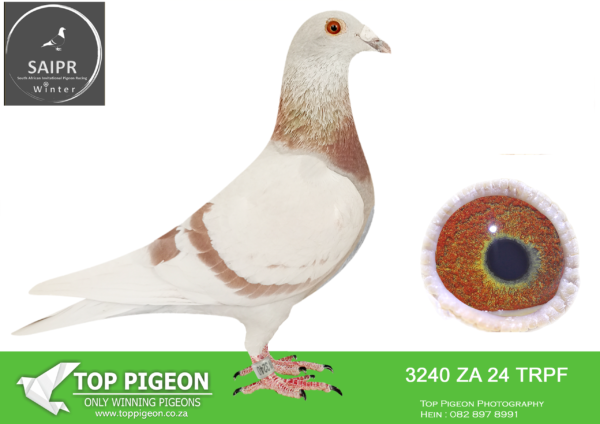 LOT 59 SAIPR OLR – Highlander lofts- za trpf 24 3240*** -14th ace bird————SIRE:4801 TRPF 22 ZA.Strain: HIGHLANDER REDS Color: Mealy EXCELENT RACER 3RD BEST BIRD IN FED AS YEARLING 4 X WINNER FULL BROTHER TO 2ND SAPIR FINAL AND HOTSPOT WINNER 2023 HIS FULL SISTERS ARE THE MOTHERS OF FIRST FINAL AND 4TH FINAL SAIPR 2025.———–DAM:2212 ZA 22 TRPF.Alias “12” Strain: HIGHLANDER REDS Color: Mealy GREAT CONSISTANT RACER. 3 TIME WINNER AND FED WINNER. RETIRED TO STOCK LOFT IN SECOND YEAR OF RACING.SEE PEDIGREE!!!
