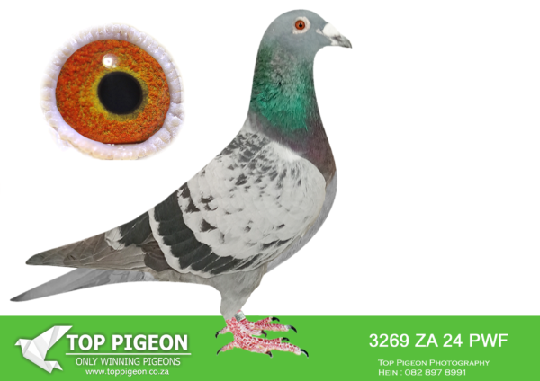 LOT 19 JACO BUCKLE MDTC AUCTION 2 -ZA 24 PWF 3269 –