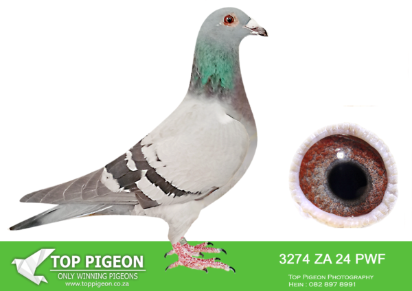 LOT 39 JACO BUCKLE MDTC AUCTION 1 -ZA 24 PWF 3274 -BRED FOR STOCK TO PRESERVE “APALOOSA” BLOODLINE! DOUBLE INBRED: “WILLEM” TO HIS MOTHER “APALOOSA” PRODUCED ZA 24 JJJ 483, THEN ZA 24 JJJ 483 BACK AGAIN TO “APALOOSA”- “APALOOSA” IS MOTHER, GRANDMOTHER & G/GRAND MOTHER TO ZA 24 PWF 3274——————-SIRE ZA 24 JJJ 483 “APPELKOSIE” BREEDER: JACO BUCKLE MDTC————-DAM ZA 15 PWFD 2083 “APALOOSA” OWNER: JACO BUCKLE MDTC DE RAUW SABLON/OSWALD/SLIMME/DE NORRE/JANSEN/VAN RIEL 14 PRIZES – PRETORIA FEDERATION 3 PRIZES TOP 10% FEDERATION. CONSISTANT PERFORMER 400-800KM MOTHER TO: OVERALL SANPO DOUBLE SILVER MEDAL WINNER MIDDLE DISTANCE 2021 SOUTH AFRICA!.SEE PEDIGREE!!!!