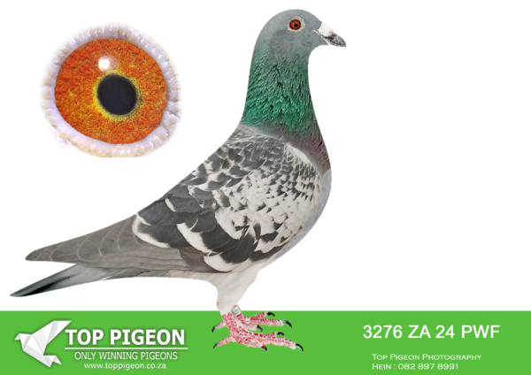 LOT 28 JACO BUCKLE MDTC AUCTION 1 -ZA 24 PWF 3276 -BRED FOR STOCK DURING 2024/25 – BREEDING THE SIRE TO: “WILLEM”, THE “SUPREMACY LEGACY PAIR” BREEDING COCK TO THE GRANDMOTHER OF “THE SUPREME PAIR” & G/GRAND MOTHER TO “SUPRE-MISSY”, THE BREEDING HEN OF THE “SUPREMACY LEGACY PAIR”———————SIRE 2013 MASKAM 1058 “MASKAM” OWNER: JACO BUCKLE MDTC CLAUSING GRANDSON KING DAVID SIRE TO “WILLEM”: “SUPREMACY LEGACY PAIR” FATHER TO: OVERALL SANPO DOUBLE SILVER MEDAL WINNER MIDDLE DISTANCE 2021 SOUTH AFRICA!———————–DAM ZA 16 PWF 5514 “DONSIE” JACO BUCKLE MDTC NEST SISTER to “ASHANTI” AND ALSO FOUNDATION HEN OF THE JACO BUCKLE MDTC OLR BLOODLINE! MOTHER TO: ZA 18 PWF 74499 “LOSTRIS” BRED FOE STOCK. GRANDMOTHER TO: ZA 19 PRPC 19372 “VENI VIDI VICI” Alias “NO 1” – SIRE: “THE SUPREME PAIR”.SEE PEDIGREE!!!