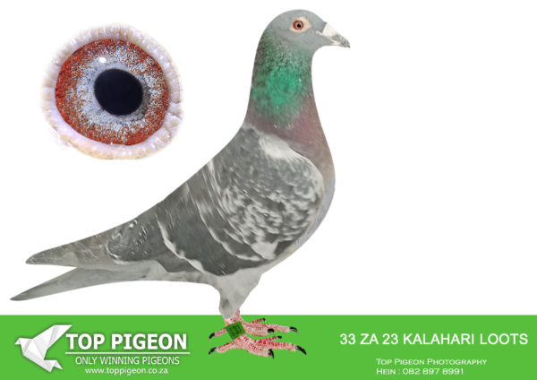 LOT 19 END AUGUST –ZA 23 KALAHARI LOOTS 33 -SIRE:1645 ZA NWPF 10.Inbr. Houben / Loots Bloues BB Super Breeder 4x Bred to ‘Jonge Artiest’ 7x 1e Dam is Base of Loots Bloues. Ref Bird. ‘Jonge Artiest’ is the Sire of Super Breeder 1645 ZA NWPF 10 Mega Winning stock for different fanciers. His Son 1050 is a Top Breeder for Fourie Hokke. His Dam is the Founding Breeder Hen known as Nr 14. Bernard Loots Blou Familie.——————DAM:0398 ZA NRU 17 Dickey Pretorius / Gigi Gaddin BC Top Breeding Hen. She bred 4 winners in a single season! Bred 4 Winners in One Season Dam to ‘Fred’ ZA BWD 0450-21 2e Africa Pro Final 2022 601km 1501 mm needed less than 1 Sec. to Win. Full Sister Scored 16e Final Cape Town Int 0398 was bought from Dickey Pretorius. Her Sire is one of the Best Koopman Males in SA via the Samdpr her Dam is Dght of . ‘Bjarne’, best Son ‘Den Dromer’.SEE PEDIGREE!!!