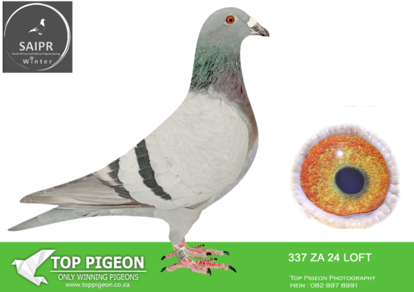 LOT 54 SAIPR OLR – Loft Einkamerer 1- ZA EINKAMERER 337 2024*** · Zelenko Pride 330 -SIRE:ZA 21 SRPV 1620. EINKAMERER. THIS IS A DIRECT SON TO LEGENDARY BREEDER “PIZZARO”.————DAM:ZA 22 0031. EINKAMERER. DIRECT GRAND DAUGHTER TO “BLACKBYRD” AND “BALONNEKE”.SEE PEDIGREE!!!