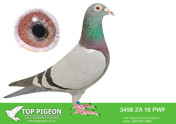 LOT 33 JACO BUCKLE MDTC AUCTION 1 -ZA 16 PWF 3458 -“CHIMERIQUE” ZA 16 PWF 3458 ONLY SIBLING OF “ASHANTI” ZA 16 PWF 5515 & “DONSIE” ZA 16 PWF 5514, BRED FOR STOCK! AS A BEGINNER IN 2015, PIET MYBURG (ZWDK) GAVE ME THE PARENTS TO “ASHANTI”,“DONSIE” & “CHIMERIQUE” AS A GIFT WITHOUT PEDIGREES, HOWEVER SAID THEY WERE RELATED TO HIS EXSPENSIVE R250K IMPORTED JANSSENS. “ASHANTI” IS THE FOUNDATION COCK, TOGETHER WITH HIS NEST SISTER “DONSIE” ZA 16 PWF 5514, TO MY JACO BUCKLE OLR STRAIN AND PARENTS TO “LOSTRIS” ZA 17 SANPO 74499. THEY ARE ALSO THE GRAND PARENTS & GREAT GRAND PARENTS TO: SIRE: “THE SUPREME PAIR” ZA 19 PRPC 19372 “VENI VIDI VICI” Alias “NO 1” DAM: “SUPREMACY LEGACY PAIR” DV 20 0414 1247 “SUPRE-MISSY”.SEE PEDIGREE!!!