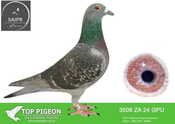 LOT 49 SAIPR OLR – Sand Gawies- za gpu 24 3508*** -SIRE: 1205 CYRL 16 ZA.Alias “Sarel 01” Strain: Christians X Jansen Color: DC.———-DAM: 10132 GPU 18 ZA . TURBO TOM X MANDERS.SEE PEDIGREE!!!
