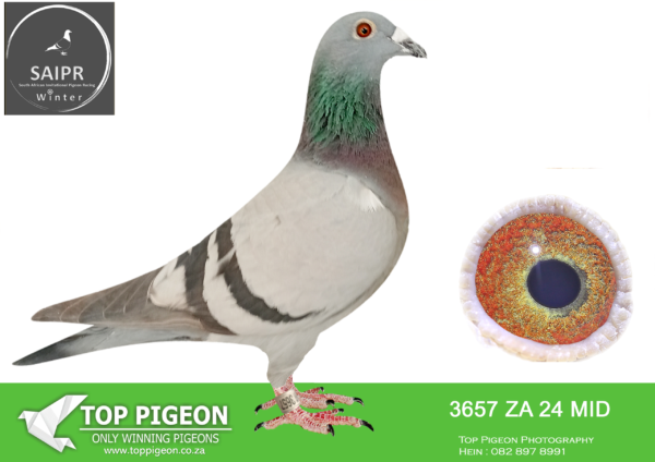 Z..LOT 118 SAIPR OLR – ALVES GOMES- ZA MID 3657 2024 · GIFT 2 CHALLENGE –