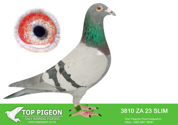 LOT 12 PIETER BEKKER -ZA 23 SLIM 3810 –