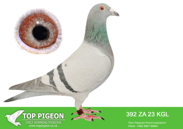.LOT 3 PIGEON PALACE – ZA 23 KGL 392 -SIRE:BELG 10 6342151 “LOT 7”. BOSUA. ONE OF THE FOUNDATION COCKS OF THE LOFT.BASE BREEDER. SIRE AND GRANDSIRE TO CHAMPIONS ALSO 3 GAUTENG COMBINE WINNERS. PRODUCED NUMEROUS WINNERS. BEST OF KEES BOSUA SUPERB BLOODLINE. INBRED TO FAMOUS AUTOKOPPEL.———DAM:ZA 15 3281 “DAM SANPO GOLD”. TOP RACER 6TH ACE SHORT DISTANCE UNION. DAM TO SANPO GOLD MEDA; ALLROUND 2019. BREEDER OF GAUTENG COMBINE WINNER. ONE OF OUR BEST BIRDS THE LAST COUPLE OF YEARS. MATED TO “THE CLOWN” THEY BRED TOP RACERS AND BRED “INDIAN HORSE” 27585/17 ALSO HER SISTER 24011/17 WHO BRED AFRIKAPRO 6THE BLUE JACKET BIRD AS WELL AS 9TH FINAL 2022.SHE WAS PUT TO STOCK AFTER FLYING 5 RACES AND ALWAYS CAME WITH OUT SANPO GOLD MEDAL WINNER 2019.”WITKOP IDIAN HORSE” 2534/20 WAS A DOUBLE WINNER ALSO WON DERBY IN DRUSADERS CLUB.SEE PEDIGREE!!
