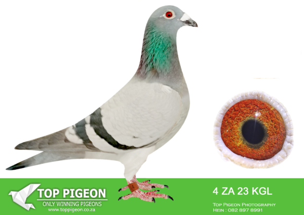 .LOT 3 PIGEON PALACE  – ZA 23 KGL 4 -Bred from a top pair. Grandson foundation Bosua cock ‘Lot 7’. Sire & grandsire to Fed & union winners as well as 3 (three) Gauteng combine winners.——–SIRE:ZA-18-82405 C ‘Twilight Pearl’ Pigeon Palace Pencil Top racer bred from a click pair. Sire to winners also a Gauteng Combine winner & union winner. Linebred to the dam of ‘Golden TT’ and our foundation hen 058/05.————DAM:GRPF-20-107 H LOT 7/”57″.Stock Hen 2021. Super breeder of 3 federation winners and one Gauteng combine winner. Bred from the best Bosual cock in the country ‘Lot 7’ inbred Autokoppel, best of Holland.SEE PEDIGREE!!!
