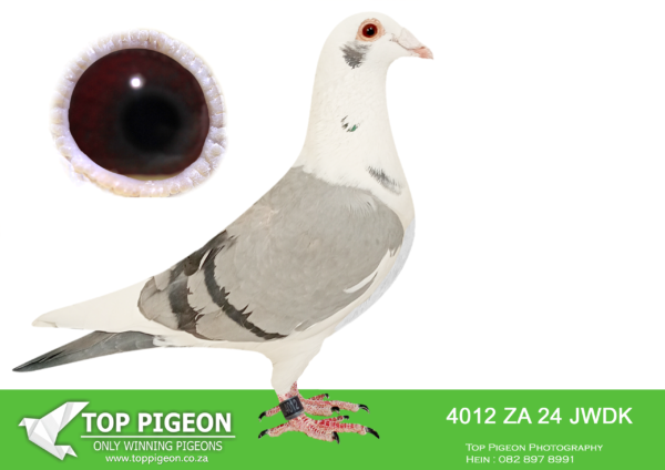 .LOT 2 PIGEON PALACE – ZA 24 JWDK 4012 -SIRE:KGL-24-352 C ‘Golden Kittel’ Pigeon Palace.Halfbrother on sire side to ‘Julia’ Afrika Pro final race winner also 1/2 br to 26th & 57th final ’23 & 77th Final 24 on the day. only a few birds back as well as winner of race 5 and equal winner race 2. Halfbrother on dam side to first SA bird Pattaya final 24. Bred by Pigeon. Palace winners Afrika Pro final ’22 also 6th Black Jacket, 3rd & 8th Black Jacket ’23, 6th & 16th Black Jacket 24 leaders. in races 1,2,3,5,6,7 8,9 a record.———–DAM:PWDU-20-2534 H ‘Derby Indian Horse’ Pigeon Palace.Half sister SANPO gold medal winner 2019 allround 2000 plus pigeons. Top racer on Union and combine level also. Derby winner 640 km. Sister to ‘Indian Horse’ super racer Combine level & 24011/17 excellent racer and the dam to 6th Blue Jacket Afrika pro and 9th final in 2022. Bred from a click pair.SEE PEDIGREE!!!