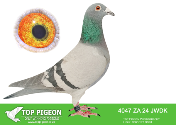 .LOT 6 PIGEON PALACE – ZA 24 JWDK 4047 –