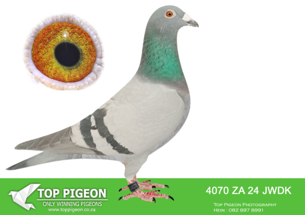 .LOT 9 PIGEON PALACE – ZA 24 JWDK 4070 –