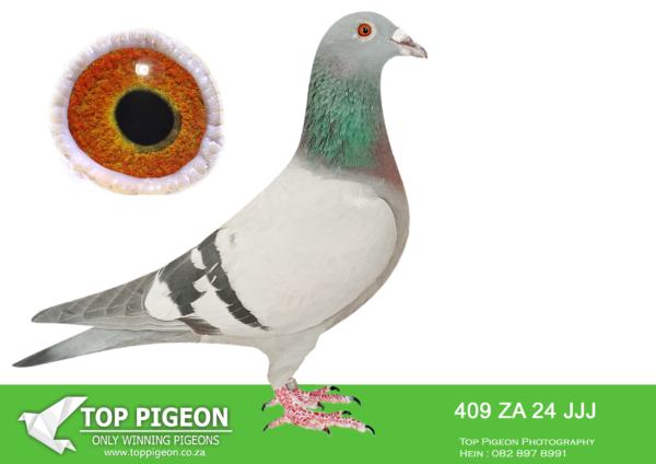 LOT 17 JACO BUCKLE MDTC AUCTION 1 -ZA 24 JJJ 409 -THIS IS A VERY IMPORTANT INBRED HEN ZA 19 PRPC 19372 “VENI VIDI VICI” Alias “NO 1” BRED TO HIS OWN MOTHER ZA 18 PWF 74499————–SIRE:“THE SUPREME PAIR” ZA 19 PRPC 19372 “VENI VIDI VICI” Alias “NO 1” JACO BUCKLE MDTC ORIGINAL OLR STRAIN WINNER 2020 MILLION DOLLAR TEST RACE (MDTR). FATHER TO: DV 20 0414 1247 “SUPRE-MISSY” EQUAL WINNER & Grand Ave Winner, (MDTR) 2021 – 600km. 53rd Pos FINAL RACE VFWCPR 2025 – WINNING -$1500 GRANDFATHER TO: ZA 22 JJJ 997 “SILVER SERAPH” 2 nd PRIZE WINNER VFWCPR FINAL RACE 2023 WINNING – $60 143 USD GREAT GRAND FATHER TO 0084-IF24-CLAU – MR. DAVID CLAUSING CALIFORNIA CLASSIC USA 2024 Co-Winner 1st DROP FINAL RACE – 491km WINNING – – $53 333 USD 1 st ACE – $10 000 USD 1 st DYNAMIC DUO COMPETITION – $7 500 USD—————–DAM:ZA 18 PWF 74499 “LOSTRIS” JACO BUCKLE MDTC INBRED FOUNDATION COCK WITH HIS NEST SISTER MOTHER TO: “THE SUPREME PAIR” GRANDMOTHER TO: “SUPREMACY LEGACY PAIR”.SEE PEDIGREE!!!