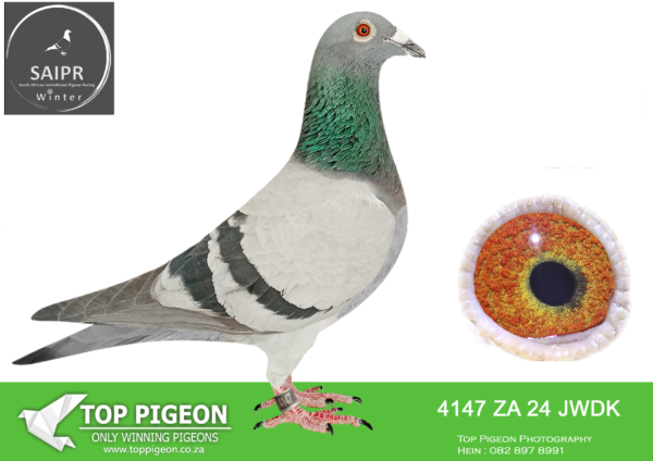 .LOT 5 SAIPR OLR – Pigeon Palace 1- za jwdk 24 4147 -11th Ace pigeon also 28th final race. Sister GPU 3477/23 flew 4th SAIPR final in 2024 velocity 986 mpm. Sibling to many other top performers.————–SIRE:ZA-19-180 C ‘180 Aelbrecht’ Aelbrecht.Top breeder son ‘Golden Carelly’. With 1/2 sis ‘Golden TT’ they bred 9011 (5 x win) GRPF.’CT Ace Willem de Bruin hen babies flew fantastic in CT OLR ‘Dash to finish’ 2nd ace and 2nd final race 1118,7 mpm 450 km in the heat. His best mating is with ‘Derby hen’ 4344/19. Both babies amongst Ace pigeons at Dinokeng lofts another 4th final SAIPR ’24.————-DAM:PRPC -19-4344 H ‘Derby hen’ Pigeon palace.Super handler and top. Halfsister to SANPO Gold medal winner 2019 allround 2000 plus pigeons. Also National Ace & Gold meda; short distance 2000 plus pigeons. This is a special hen and one. of our best breeders just like her super dam. She bred winners with 2 different cocks in only 2 years of breeding. Mated to ‘180 Aelbrecht’ a son of Golden Carelly they bred 2 top 10 ace pigeons at Dinokeng lofts! Super Gold medal and one loft. race genetics.SEE PEDIGREE!!!
