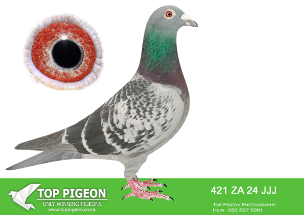 .LOT 1 JACO BUCKLE MDTC AUCTION 1 – ZA 24 JJJ 421 —–SIRE ZA 22 NDK 474 “GIFT” BRED BY KOERT GROBLER OWNER: JACO BUCKLE MDTC STRAIN: SPRITZY FULL BROTHER TO: 2 nd POSITION AFRIKAPRO FINAL RACE 2023! FEATHER LOFT ZA 22 NDK 79 “PURIFIED WATER” Co-Winner 1 st Drop by 7 Seconds 2 nd Pos FINAL RACE AFRIKAPRO 2023 601km & 980 pigeons competing. FANCIER OF THE RACE – RACE 14 WINNING A TOTAL OF $90 000 USD PRIZE MONEY! MOTHER TO: 25 th PIPR—————-DAM:DAM ZA 22 JJJ 893 “KOERT’S SUPREME DIVA” BRED BY JACO BUCKLE MDTC OWNER:KOERT GROBLER FULL SISTER TO: 2 nd POSITION VFWCPR FINAL RACE 2023! “SILVER SERAPH” – ZA 22 JJJ 997 2 nd Pos FINAL RACE VFWCPR 2023 583km & 735 pigeons competing! “SILVER SPIRIT” ZA 22 JJJ 998 260/735 P VFWCPR FINAL. “SILVER GHOST” – ZA 22 JJJ 1000 3/1105P HOTSPOT 5, 318km – 2 nd Prize Winner 83/735 P VFWCPR FINAL – 583km.SEE PEDIGREE!!!!