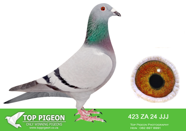 .LOT 7 JACO BUCKLE MDTC AUCTION 1 -ZA 24 JJJ 423 -THIS IS A VERY IMPORTANT INBRED HEN ZA 19 PRPC 19372 “VENI VIDI VICI” Alias “NO 1” BRED TO HIS OWN MOTHER ZA 18 PWF 74499—————SIRE:“THE SUPREME PAIR” ZA 19 PRPC 19372 “VENI VIDI VICI” Alias “NO 1” JACO BUCKLE MDTC ORIGINAL OLR STRAIN WINNER 2020 MILLION DOLLAR TEST RACE (MDTR). FATHER TO: DV 20 0414 1247 “SUPRE-MISSY” EQUAL WINNER & Grand Ave Winner, (MDTR) 2021 – 600km. 53rd Pos FINAL RACE VFWCPR 2025 – WINNING -$1500 GRANDFATHER TO: ZA 22 JJJ 997 “SILVER SERAPH” 2 nd PRIZE WINNER VFWCPR FINAL RACE 2023 WINNING – $60 143 USD GREAT GRAND FATHER TO 0084-IF24-CLAU – MR. DAVID CLAUSING CALIFORNIA CLASSIC USA 2024 Co-Winner 1st DROP FINAL RACE – 491km WINNING – – $53 333 USD 1 st ACE – $10 000 USD 1 st DYNAMIC DUO COMPETITION – $7 500 USD——————DAM:ZA 18 PWF 74499 “LOSTRIS” JACO BUCKLE MDTC INBRED FOUNDATION COCK WITH HIS NEST SISTER MOTHER TO: “THE SUPREME PAIR” GRANDMOTHER TO: “SUPREMACY LEGACY PAIR”.SEE PEDIGREE!!!!