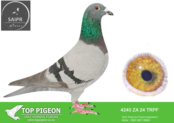 LOT 69 SAIPR OLR – Protea hokke- za trpf 24 4240 · CHALLENGE –
