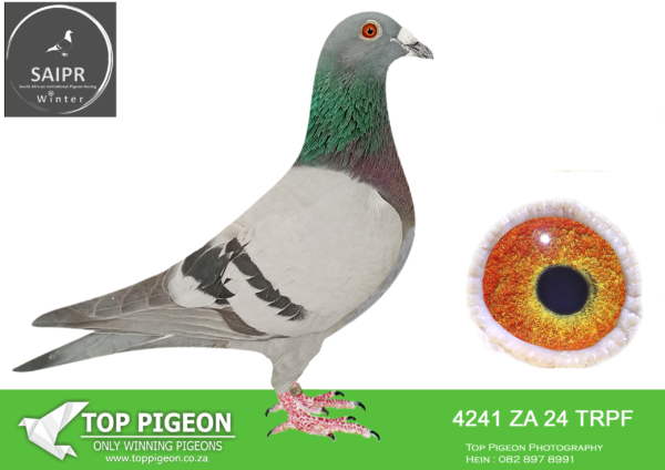 LOT 28 SAIPR OLR – Protea hokke- za trpf 24 4241 -3RD  HOTSPOT 2 EQUAL WINNER WINNING R15 000.00——SIRE:ZA-2021-NKHPT-6718 Danie Scholtz De Rauw Sablon Blue Full brother to “Dream” who bred “Lindie” • 2nd Final Sonskyn 663km 1186mpm 2019. • 50th Ace Bird Sonskyn OLR 2019. “Dream” bred “Carlada” • Equal winner Hotspot 3, Victoria Falls World Challenge Pigeon Race 2020, winning $4000. “Dream” bred “Victoria” • 1st Hotspot 9 Diaz 197km 1455mpm 2021. “Dream” is grandmother to “Miss Navigator” • 1st Final Dinokeng Bakkie Winner 2021. “Dream” is grandmother to “Roland Song” (Co-breeding with WP Marais) • 6th Final Cape Town Int. 2021. • 8th Ace Bird Cape Town Int. 2021. =================DAM:ZA-2022-TRPF-6843 Welgedaan Lofts Blue • 5e Final Saipr Summer 575km 2023. Winning R70 000.00! • 60e Hotspot 3 Saipr Summer 2023. • 130e Ace Overall Saipr Summer 2023.SEE PEDIGREE!!!