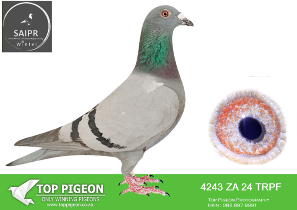 Z..LOT 100 SAIPR OLR – Protea hokke- za trpf 24 4243*** -3RD FINAL WINNING R140 000.00-13TH HOTSPOT 2 -14TH HOTSPOT 3  -16TH HOTSPOT 4———SIRE:ZA-2010-TRPF-14508 Mc Dermott Lofts Blue Has bred multiple club winners and federation winner for C. Kerekes. Father to TRPF 7931 ’15 • 1st Ace Bird in the strong Alberton Club. ==============DAM:ZA-2022-TRPF-2223 Highlanders Loft Blue Full sisters sold for R18 500 and R29 000! She is the same bred as, • 2e Final Saipr Summer 2023. • 3e Ace Saipr Summer 2023. Winning R240 000.00! She is also the full sister to the mother of, **“Double Grand Slam”** • 1e Final Saipr Winter 580km 2025. (Winning R500 000.00) For Hein Beneke – Top Pigeon.SEE PEDIGREE!!!