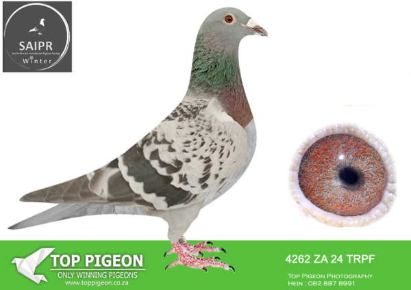 LOT 22 SAIPR OLR – Protea hokke- za trpf 24 4262*** -SIRE:ZA-2020-GRPF-242 Mc Dermott Lofts Blue One of my base breeders from the Herman’s Firen line! =============DAM:ZA-2020-GRPF-248 Mc Dermott Lofts Blue Her grandsire is bred from 2 super pigeons! • 6 x Winner Kannibaal. • Mother to 5 Sanpo Medals. • 2x Sanpo Gold Medal Winners!SEE PEDIGREE!!!