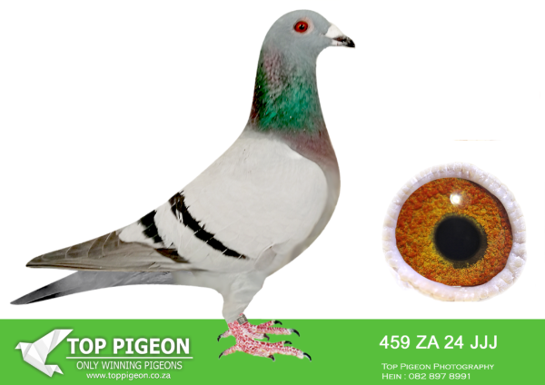 LOT 12 JACO BUCKLE MDTC AUCTION 1 -ZA 24 JJJ 459 -THIS IS A VERY IMPORTANT INBRED HEN ZA 19 PRPC 19372 “VENI VIDI VICI” Alias “NO 1” BRED TO HIS OWN MOTHER ZA 18 PWF 74499————-SIRE:“THE SUPREME PAIR” ZA 19 PRPC 19372 “VENI VIDI VICI” Alias “NO 1” JACO BUCKLE MDTC ORIGINAL OLR STRAIN WINNER 2020 MILLION DOLLAR TEST RACE (MDTR). FATHER TO: DV 20 0414 1247 “SUPRE-MISSY” EQUAL WINNER & Grand Ave Winner, (MDTR) 2021 – 600km. 53rd Pos FINAL RACE VFWCPR 2025 – WINNING -$1500 GRANDFATHER TO: ZA 22 JJJ 997 “SILVER SERAPH” 2 nd PRIZE WINNER VFWCPR FINAL RACE 2023 WINNING – $60 143 USD GREAT GRAND FATHER TO 0084-IF24-CLAU – MR. DAVID CLAUSING CALIFORNIA CLASSIC USA 2024 Co-Winner 1st DROP FINAL RACE – 491km WINNING – – $53 333 USD 1 st ACE – $10 000 USD 1 st DYNAMIC DUO COMPETITION – $7 500 USD———–DAM:ZA 18 PWF 74499 “LOSTRIS” JACO BUCKLE MDTC INBRED FOUNDATION COCK WITH HIS NEST SISTER MOTHER TO: “THE SUPREME PAIR” GRANDMOTHER TO: “SUPREMACY LEGACY PAIR”.SEE PEDIGREE!!!
