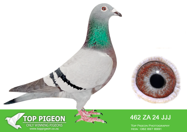 LOT 49 JACO BUCKLE MDTC AUCTION 1 – ZA 24 JJJ 462 -SIRE ZA 12 PWF 618 “ZIM COCK”————-DAM ZA 17 PWF 9528 “NO4 ‘18” JACO BUCKLE MDTC 4 th Position – Million Dollar Test Race 2018 -521km MOTHER TO: ZA 19 PRPC 19348 “NO4 ‘20” 4 th Position – Million Dollar Test Race 2020 -521km GRANDMOTHER TO: DV 20 0414 1250 “MEDUSA” 3 rd Position – Million Dollar Test Race 2020 – 600km clocking 3 minutes after “HALICIA” & “SUPREMISSY”.SEE PEDIGREE!!!