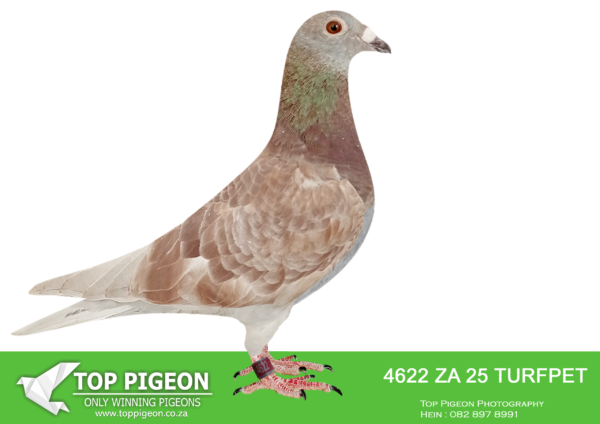 .LOT 5 DANIE SCHOLTZ / JACO FAUL – 4622 ZA 25 TURFPET -Brother x Sister Mating bred back to TURBO KITTEL’s dam, WORLD ALLROUND BEST BIRD 2021, who is also the 6 x SANPO Gold Medal winner 2021. —————SIRE: 710 ZA 22 ABL.Alias “DANIE’s SUPER V DEN BULCK” Strain: Alwyn Bester Color: Blue Bar Full brother to TURBO KITTEL’s dam. SIRE: 63384 GB 18 V. Alias 63384. Grandfather to ZA PWDU 9849 2020, WORLD ALLROUND BEST BIRD 2021, who is also the 6 x SANPO Gold Medal winner 2021. Also grandfather to ZA PWDU 9060 2020 ,second best Middle distance pigeon PWDU. DAM: 1418637 NLD 19. Grandmother to ZA PWDU 9849 2020, WORLD ALLROUND BEST BIRD 2021, who also is the 6 x SANPO GOLD MEDAL Winner 2021.————DAM:1481 ZA 24 ABL.Alias “1481” Strain: Alwyn Bester Color: Red Check Full sister to TURBO KITTEL’s dam. SIRE: 63384 GB 18 V. Alias 63384.  Grandfather to ZA PWDU 9849 2020, WORLD ALLROUND BEST BIRD 2021, who is also the 6 x SANPO Gold Medal winner 2021. Also grandfather to ZA PWDU 9060 2020 ,second best Middle distance pigeon PWDU. DAM: 1418637 NLD 19. Grandmother to ZA PWDU 9849 2020, WORLD ALLROUND BEST BIRD 2021, who also is the 6 x SANPO GOLD MEDAL Winner 2021.SEE PEDIGREE!!!