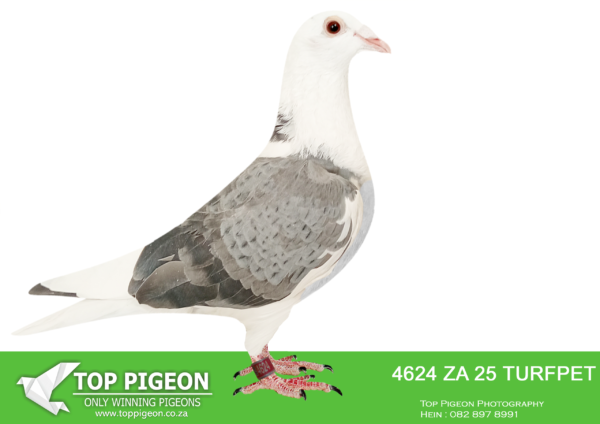 .LOT 2 DANIE SCHOLTZ / JACO FAUL -4624 ZA 25 TURFPET -SIRE:9267 ZA 24 GPU.Alias “TEXAS GOLD DUST” Strain: J Faul & DJ Scholtz Color: Blue Bar Pied Bred for stock. Sire, TEXAS bred by Marcel Sangers. Father is PADELI, super breeder out of BROTHER GOEDE RODE and GOLDEN LEO 9999. Dam, DOUBLE GOLD DUST III bred by Marcel Sangers. Double grandchild of GOLD DUST, best breeding sister KITTEL in the world. ————DAM: 9281 ZA 24 GPU.Alias “SISTER TEXAS DOUBLE GOLD” Strain: J Faul & DJ Scholtz Color: Blue Bar Bred for stock. Sire, TEXAS bred by Marcel Sangers. Father is PADELI, super breeder out of BROTHER GOEDE RODE and GOLDEN LEO 9999. Dam, DOUBLE GOLD DUST III bred by Marcel Sangers. Double grandchild of GOLD DUST, best breeding sister KITTEL in the world.SEE PEDIGREE!!!
