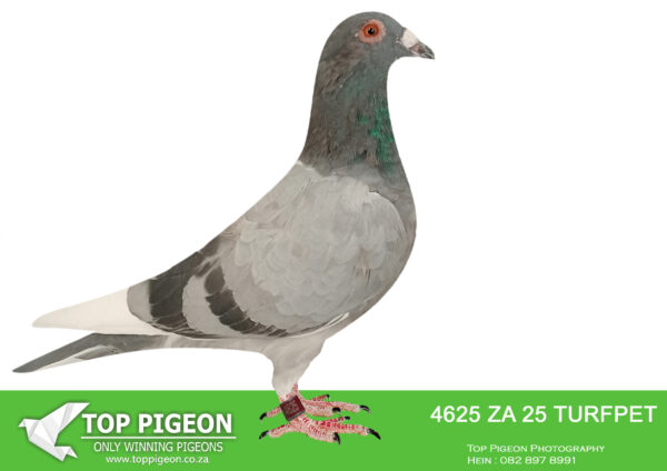 LOT 15 DANIE SCHOLTZ / JACO FAUL -4625 ZA 25 TURFPET -Brother x Sister mating bred from Super Kittel Genetics!!—————SIRE: 9282 ZA 24 GPU .Alias “710 CHANTEL” Strain: J Faul & DJ Scholtz Color: Blue Bar Pied Bred for stock. Sire, DANIE’s SUPER V DEN BULCK, full brother to ZA ABL 167 ’21 for DU PREEZ & DEETLEFS that bred 8 X SANPO medal winner, 6 GOLD, 1 SILWER AND 1 BRONZE – TURBO KITTEL, World Allround Best Bird 2021. Dam, CHANTEL bred by Marcel Sangers. Double granddaughter from BROTHER GOEDE RODE, OLYMPIC ROSITA, ————DAM: 9300 ZA 24 GPU.Alias “SISTER 710 CHANTEL” Strain: J Faul & DJ Scholtz Color: Black White Flt Bred for stock. Sire, DANIE’s SUPER V DEN BULCK, full brother to ZA ABL 167 ’21 for DU PREEZ & DEETLEFS that bred 8 X SANPO medal winner, 6 GOLD, 1 SILWER AND 1 BRONZE – TURBO KITTEL, World Allround Best Bird 2021. Dam, CHANTEL bred by Marcel Sangers. Double granddaughter from BROTHER GOEDE RODE, OLYMPIC ROSITA,.SEE PEDIGREE!!!!