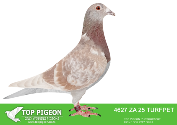 LOT 10 DANIE SCHOLTZ / JACO FAUL – 4627 ZA 25 TURFPET -SIRE:1161 ZA 23 ABL.Alias “DANIE’s RED VD BULCK” Strain: DIRK Van Den BULCK Color: Red Check FATHER IS GRAND FATHER TO WORLD BEST ALLROUND BIRD 2021 “TURBO KITTEL”.—————DAM:1480 ZA 24 ABL. FULL SISTERS 167 , 168,518 WERE SOLD FOR R338 000.00 , R242 000.00 , R279 000.00. Alias “1480” Strain: Alwyn Bester Color: Red Check Full sister to TURBO KITTEL’s dam. SIRE: 63384 GB 18 V. Alias 63384. Grandfather to ZA PWDU 9849 2020, WORLD ALLROUND BEST BIRD 2021, who is also the 6 x SANPO Gold Medal winner 2021. Also grandfather to ZA PWDU 9060 2020 ,second best Middle distance pigeon PWDU. DAM: 1418637 NLD 19. Grandmother to ZA PWDU 9849 2020, WORLD ALLROUND BEST BIRD 2021, who also is the 6 x SANPO GOLD MEDAL Winner 2021.SEE PEDIGREE!!!