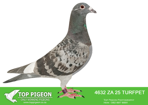 LOT 12 DANIE SCHOLTZ / JACO FAUL -4632 ZA 25 TURFPET -Bred from Super Kittel Genetics!!————-SIRE:73642172 21 DV.Alias “CHILD RED KITTEL” Strain: DIRK Van Den BULCK Color: BLUE CHECK WF GRAND CHILD KITTEL. Bred by Irmer & Sohn. Sire to ZA GPU 2989 ’23 DTR CHILD RED KITTEL, 2nd ACE BIRD Dinokeng OLR 2024. ————DAM:8235302 NLD 22.Alias “DOUBLE GOLD DUST III” Strain: DIRK Van Den BULCK Color: B BAR PIED HALF BROTHER HALF SISTER GOLD DUST BEST BREEDING SISTER KITTEL IN THE WORLD.SEE PEDIGREE!!!!