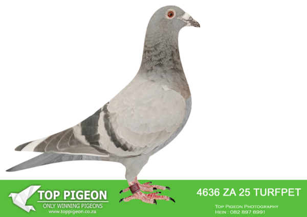 .LOT 7 DANIE SCHOLTZ / JACO FAUL -4636 ZA 25 TURFPET -SIRE:2334 ZA 19 ZULU.Alias “SONIC” Strain: Badenhorst Hokke Color: Blue Check ZULU 2334 ’19 SONIC – 2nd place Barzalona 2020. ZULU 0252 ’18 – 4th place (equal winner) 2019 Barzalona race. ZA 10830 ’16 – 2018 SANPO Double Gold Long Distance (Bred by Badenhorst Lofts raced by Alwyn Bester). This pair has bred us long list of club, Zululand combine and KZN Combine winners. SONIC sire to Pixie – Carnival entry 2023, Heilbron training 12th, Terreblanch training