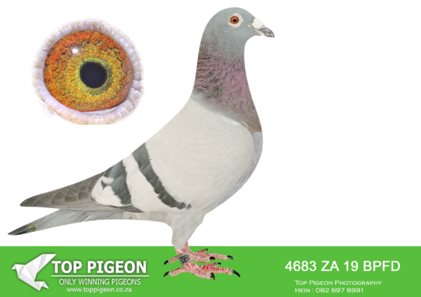 .LOT 7 TSUNAMI LOFTS -ZA 19 BPFD 4683 -SIRE:ZA 18 WPHU 1730 “YASEEN”. SABLON.DAM IS A DIRECT GRANDCHILD TO SUPERBREEDER 810.———— Dam: 14810 ZA 15 Colour: BB FINE DESIGN . 810 SABLON COLLECTION. DIRECT CHILD TO “BOYTJIE”(SOLD FOR R52 000.00) AND “JBM’S GIRL” (SOLD FOR R86 000.00) . INBRED AND LINEBRED TO SUPERBREEDER “810” & “970” BRED FOR STOCK DAM TO JBM`S “DAILY LOTTERY” 2017 ENTRY SAPIR INT. ONE DAY LOFT RACE FOR JBM HERTZOG 2ND (EQUAL WINNER WALKED IN SECOND) HOT SPOT 3 1/09/17 -1650.9394 M/MIN -370KM.SEE PEDIGREE!!!