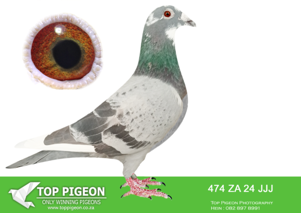 LOT 34 JACO BUCKLE MDTC AUCTION 1 -ZA 24 JJJ 474 -“BEST KITTEL” STRAIN – PIPA – BE 15 1029362 X “KITTEL” STRAIN – VAN DEN BULCK – BE 13 6139803—————-SIRE ZA 23 TRPF 17699 STRAIN: PIPA “BEST KITTEL” X VD BULCK/SOEPBOER—————–DAM ZA 21 TRPF 1435 “FLO JO” INBRED KITTEL STRAIN BB PIED BELG 13 6139803 “KITTEL” World famous “Kittel” was 1 National ACE bird KBDB 2013. He had the best coefficient ever in the history of KBDB Belgium Short distance.SEE PEDIGREE!!!