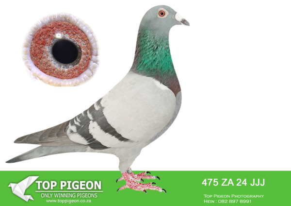 LOT 51 JACO BUCKLE MDTC AUCTION 1 – ZA 24 JJJ 475 -SIRE: ZA 12 PWF 618 “ZIM COCK”————–DAM:ZA 17 PWF 9528 “NO4 ‘18” JACO BUCKLE MDTC 4 th Position – Million Dollar Test Race 2018 -521km MOTHER TO: ZA 19 PRPC 19348 “NO4 ‘20” 4 th Position – Million Dollar Test Race 2020 -521km GRANDMOTHER TO: DV 20 0414 1250 “MEDUSA” 3 rd Position – Million Dollar Test Race 2020 – 600km clocking 3 minutes after “HALICIA” & “SUPREMISSY”.SEE PEDIGREE!!!