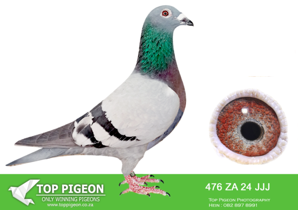 LOT 53 JACO BUCKLE MDTC AUCTION 1 – ZA 24 JJJ 476 -SIRE ZA 12 PWF 618 “ZIM COCK”————-DAM ZA 17 PWF 9528 “NO4 ‘18” JACO BUCKLE MDTC 4 th Position – Million Dollar Test Race 2018 -521km MOTHER TO: ZA 19 PRPC 19348 “NO4 ‘20” 4 th Position – Million Dollar Test Race 2020 -521km GRANDMOTHER TO: DV 20 0414 1250 “MEDUSA” 3 rd Position – Million Dollar Test Race 2020 – 600km clocking 3 minutes after “HALICIA” & “SUPREMISSY”.SEE PEDIGREE!!!