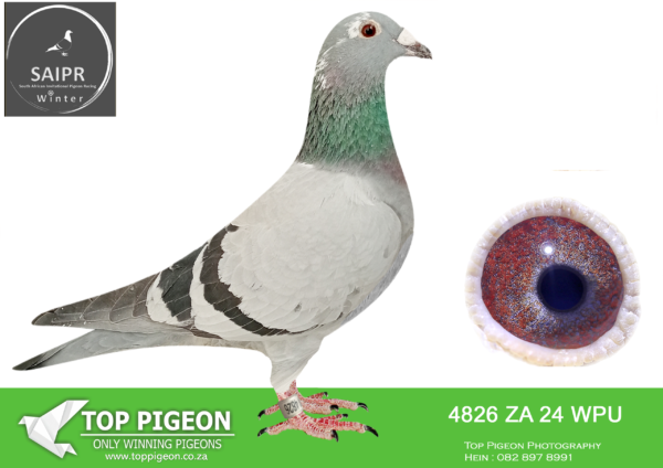 LOT 85 SAIPR OLR – Wespoel- za wpu 24 4826*** –