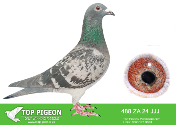 LOT 14 JACO BUCKLE MDTC AUCTION 1 -ZA 24 JJJ 488 -INBRED: “MASKAM” BRED TO OWN DAUGHTER AND FULL SISTER TO: ZA 19 PRPC 14647 “WILLEM” OVERALL SANPO DOUBLE SILVER MEDAL WINNER – MIDDLE DISTANCE 2021 & SIRE TO: “WILLEM” IS THE “CLICK COCK” TO THE “SUPREMACY LEGACY PAIR”—————–SIRE 2013 MASKAM 1058 “MASKAM” CLAUSING OWNER: JACO BUCKLE MDTC SIRE TO: OVERALL SANPO DOUBLE SILVER MEDAL WINNER – MIDDLE DISTANCE 2021, SOUTH AFRICA GRAND SIRE TO: 2 ND POSITION 2023 VFWCPR FINAL.——————–DAM ZA 21 JJJ 980 “WILLE MIENTJIE” OWNER: JACO BUCKLE MDTC CLAUSING/AELBRECHT/OSWALD/PUT TERY DIRECT SISTER TO: ZA 19 PRPC 14647 “WILLEM” 2021 SANPO DOUBLE SILVER MEDAL WINNER RSA – MIDDLE DISTANCE AND ALSO, HE IS THE SIRE TO: 2 nd FINAL WINNER VFWCPR 2023 “SILVER SERAPH” ZA 22 JJJ 997 2 nd PRIZE MONEY WINNER HOT SPOT 5 VFWCPR 2023 – “SILVER GHOST” ZA 22 JJJ 1000 WINNING COMBINED A TOTAL OF USD 60 000!.SEE PEDIGREE!!!