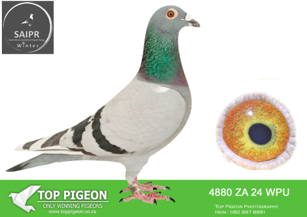 LOT 23 SAIPR OLR – Wespoel- za wpu 24 4880 -SIRE:ZA 23 SLIM 3823.PIETER BEKKER. SIRE IS Strain: KOOPMAN CROSS Color: Blue Bar White Flt FULL BROT HER T O 6T H ACE AND 6T H FINAL CARNIVAL SUMMER. HALF BROT HER T O 11T H FINAL 2023/2024 CARNIVAL SUMMER.———DAM:ZA 19 RADR 501 . RADFORD & BOTHA. BRED DIRECTLY OUT OF THE FAMOUS SLENDER COCK.SEE PEDIGREE!!!