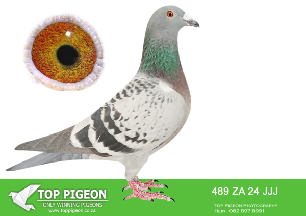 LOT 22 JACO BUCKLE MDTC AUCTION 1 -ZA 24 JJJ 489 –INBRED: “MASKAM” BRED TO OWN DAUGHTER AND FULL SISTER TO: ZA 19 PRPC 14647 “WILLEM” OVERALL SANPO DOUBLE SILVER MEDAL WINNER – MIDDLE DISTANCE 2021 & SIRE TO: “WILLEM” IS THE “CLICK COCK” TO THE “SUPREMACY LEGACY PAIR”—————–SIRE 2013 MASKAM 1058 “MASKAM” CLAUSING OWNER: JACO BUCKLE MDTC SIRE TO: OVERALL SANPO DOUBLE SILVER MEDAL WINNER – MIDDLE DISTANCE 2021, SOUTH AFRICA GRAND SIRE TO: 2 ND POSITION 2023 VFWCPR FINAL.——————–DAM ZA 21 JJJ 980 “WILLE MIENTJIE” OWNER: JACO BUCKLE MDTC CLAUSING/AELBRECHT/OSWALD/PUT TERY DIRECT SISTER TO: ZA 19 PRPC 14647 “WILLEM” 2021 SANPO DOUBLE SILVER MEDAL WINNER RSA – MIDDLE DISTANCE AND ALSO, HE IS THE SIRE TO: 2 nd FINAL WINNER VFWCPR 2023 “SILVER SERAPH” ZA 22 JJJ 997 2 nd PRIZE MONEY WINNER HOT SPOT 5 VFWCPR 2023 – “SILVER GHOST” ZA 22 JJJ 1000 WINNING COMBINED A TOTAL OF USD 60 000!.SEE PEDIGREE!!!