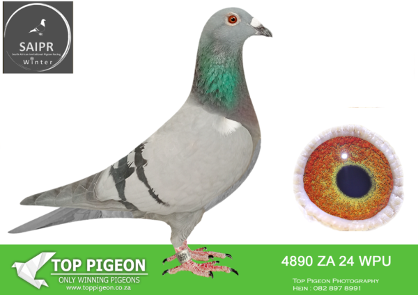 LOT 51 SAIPR OLR – Pat Manuel- za wpu 24 4890 · CHALLENGE –