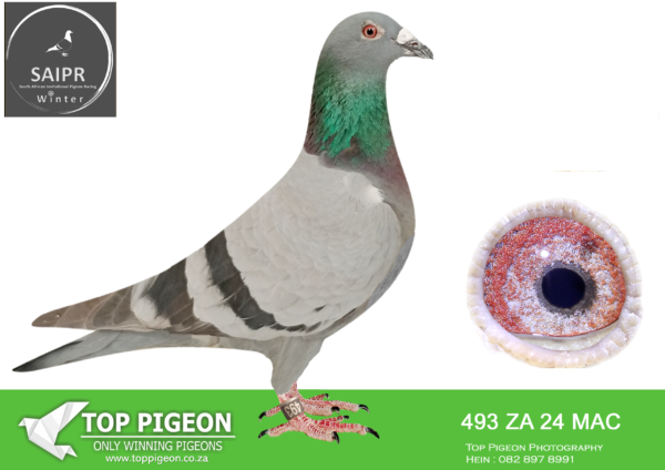 .LOT 8 SAIPR OLR – Ninja 3- za mac 24 493 -SIRE: 3042 ZA 22 VPU .NINJA LOFTS.PURE BRED DE RAUW SABLON.——–DAM:3064 ZA 22 VPU. NINJA LOFTS.SEE PEDIGREE!!!