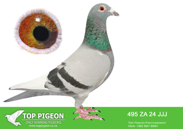 LOT 52 JACO BUCKLE MDTC AUCTION 1 – ZA 24 JJJ 495 -INBRED BROTHER TO SISTER ZA 19 PRPC 14109 “CHER-AMI”. ONE OF PIGEONEERS BEST RACING & BREEDING HENS. HER OFFSPRING SECURED TWICE A 5th POSITION ON VFWCPR CLUB COMPETITION AND WON $1000 FREE ENTRIES, 2 YEARS IN A ROW FOR CLUB EUREKA.—————SIRE ZA 21 JJJ 970 BRED FOR STOCK————DAM ZA 19 PRPC 14109 “CHER-AMI” BRED BY PIGEONEERS OWNER: JACO BUCKLE MDTC MOTHER TO: VFWCPR 2022 CLUB COMPETITION SERIES: ZA 21 PWF 9724 CLUB EUREKA “PIGEONEERS 2” 5 / 176 TEAMS Recipient of $1000 free entry. 71 / 926 Grand Average. VFWCPR 2021 CLUB COMPETITION SERIES: ZA 20 PWF 5266 CLUB EUREKA “PIGEONEERS 3” 5 / 110 TEAMS Recipient of $1000 free entry. 440 / 1555 FINAL RACE 600Km 36 / 779 ENDURO RACE 725Km.SEE PEDIGREE!!!