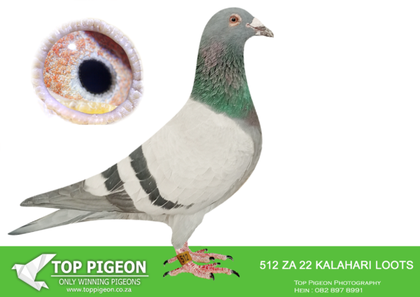 LOT 25 END AUGUST – ZA 22 KALAHARI LOOTS 512 -SIRE:0726 ZA SOTVLD 17.Brother Dinokeng Ace Bird BB H. Eijerkamp/ JLN Houben Br ‘Renier Hen’ Dinokeng Ace Full Br 1e Renier Hen Ace Bird Dinokeng OL that bred 2x Union Winners 1st year at Stock. And the Dam of Leanie’ 6e Ace Bird Dinokeng OL 2019. ‘Renier’ is Gr.Dam to 9e Final Diaz 2023. Her Dam bred more than 20 x 1e. Super Stock!———-DAM:1672 ZA BPF 10.Bred more than 20x x 1e BB ½ Br ‘Thabo’ bred 12x 1e Dam of 1e Ace Dinokeng Top breeder Hen interalia Dam of ‘Renier’ Hen Ace Bird Dinokeng OL that bred Leanie’ 6e Ace Bird Dinokeng OL 2019. ‘Renier’ is Gr.Dam to 9e Final Diaz 2023 / 1672 is bred from Inbr ‘Silvano’ Houben Line & 15e Carnival Final W Kumpmeyer Progenitors of Mega O/Loft Money Winners.SEE PEDIGREE!!!