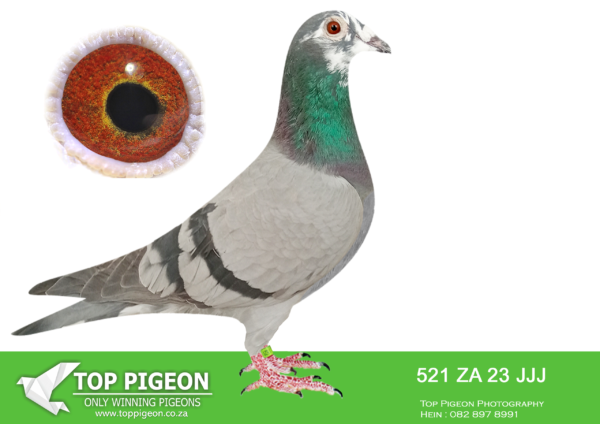 .LOT 9 JACO BUCKLE MDTC AUCTION 1 -ZA 23 JJJ 521 -BRED FOR STOCK IN 2023 & SIBLING TO: ZA 18 PWF 74499 “LOSTRIS”, MOTHER TO THE SIRE AND BREEDING COCK OF “THE SUPREME PAIR” – ZA 19 PRPC 19372 “VENI VIDI VICI” Alias “NO 1”—————SIRE ZA 16 PWF 5515 “ASHANTI” JACO BUCKLE MDTC WINNER – MILLION DOLLAR TEST RACE (MDTR) 2017. FOUNDATION COCK OF THE JACO BUCKLE MDTC OLR BLOODLINE! FATHER TO: CTIOLR 2021/22 “CHAPPIE” ZA 21 PWF 6333 – 14th Final & 3rd HS3 GRANDFATHER TO: ZA 19 PRPC 19372 “VENI VIDI VICI” Alias “NO 1” – SIRE: “THE SUPREME PAIR”—————DAM ZA 16 PWF 5514 “DONSIE” JACO BUCKLE MDTC NEST SISTER to “ASHANTI” AND ALSO FOUNDATION HEN OF THE JACO BUCKLE MDTC OLR BLOODLINE! GRANDMOTHER TO: ZA 19 PRPC 19372 “VENI VIDI VICI” Alias “NO 1” – SIRE: “THE SUPREME PAIR”.SEE PEDIGREE!!!!