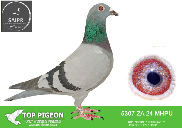 LOT 46 SAIPR OLR – Frik Stander- za mphu 24 5307 – 8TH ACE BIRD —–SIRE:ZA 18 GPU 5992 . THIS IS BRED FROM A SUPER MATING : “GOLDEN GASTON” MATED TO WORLD FAMOUS “KIRAN”.———DAM:3524 21 MHPU. DIRK VAN DEN BULCK. SIRE IS HALF BROTHER TO “AMIRA” ALWYN BESTER’S SANPO GOLD MEDAL WINNER AND SOLD FOR R252 000.00.SEE PEDIGREE!!!